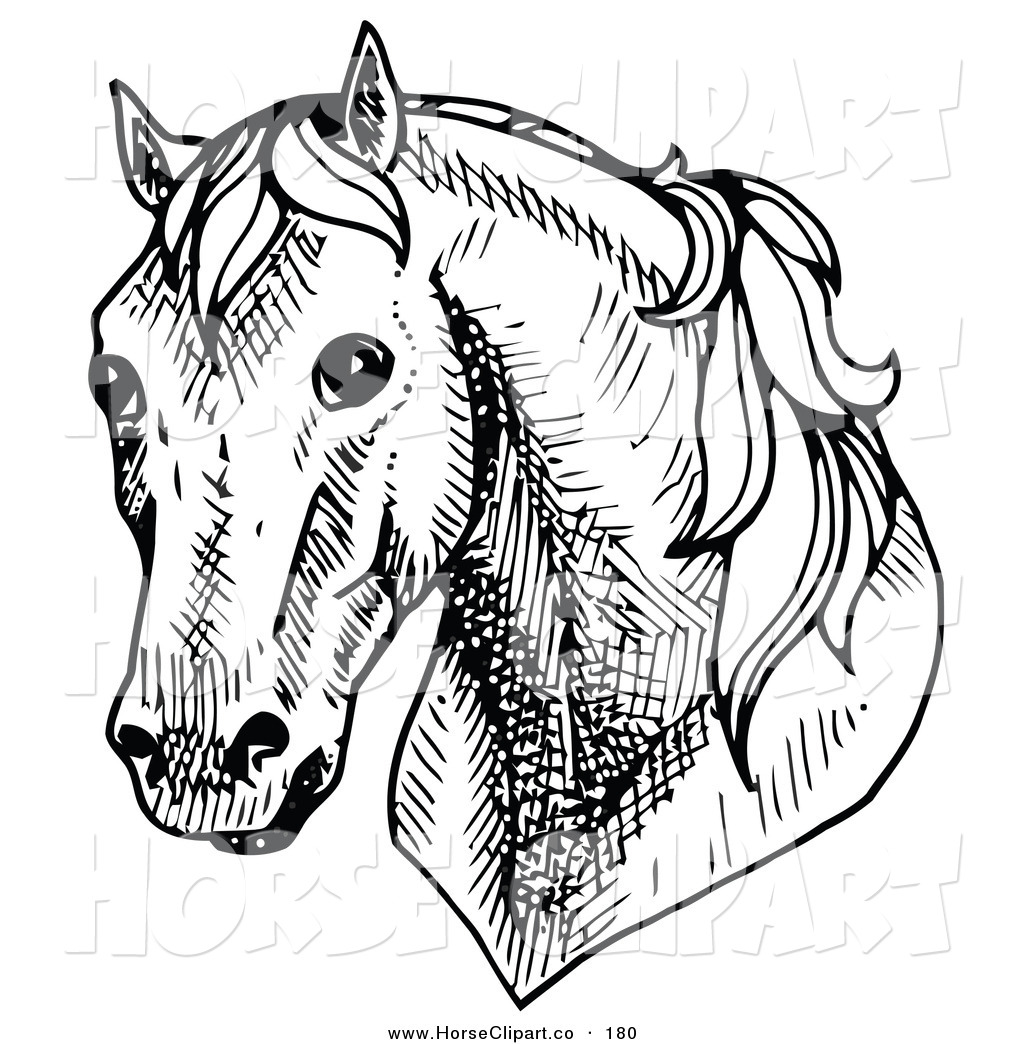 1024x1044 Clip Art Of A Shy Horse's Head Facing Front On White By C Charley