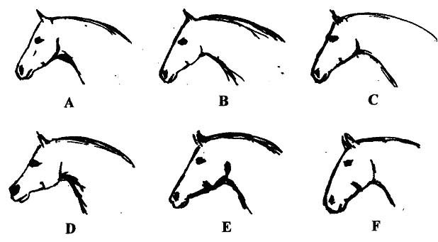 618x341 Drawn Profile Horse Head