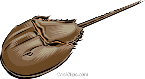 480x263 Horseshoe Crab Royalty Free Vector Clip Art Illustration Anim0019