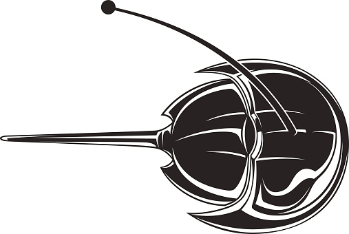 507x340 Horseshoe Crab Cliparts 222994