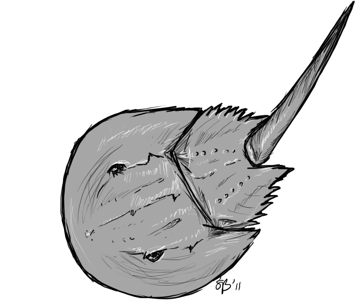 1200x1000 Musings Of A Biologist And Dog Lover Drawing Animals Horseshoe Crab