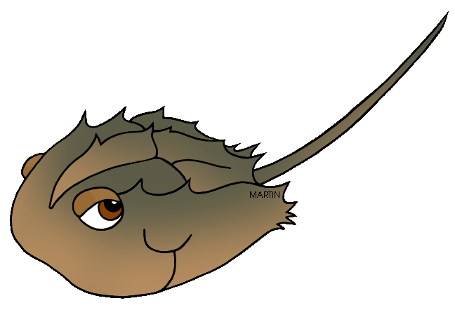 648x442 Horseshoe Crab Cliparts 222992