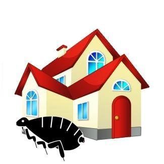 325x325 How To Kill Fleas In The House