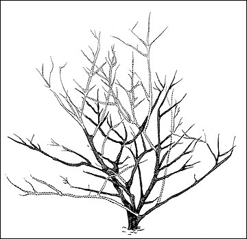 360x348 Naked Shrub How To Draw Realistic Trees, Plants Bushes And Rocks