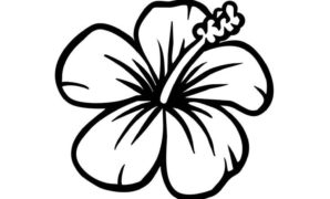 298x180 Hawaiian Flower To Draw