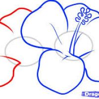 200x200 Drawings Of Hawaiian Flowers
