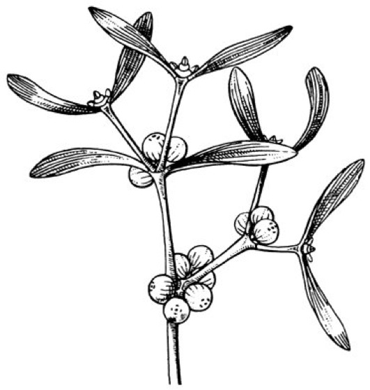 531x560 Mistletoe Facts And Health Benefits