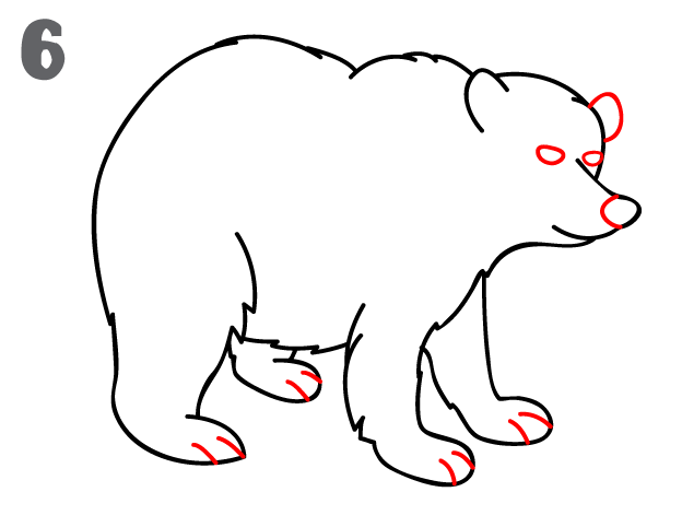 624x482 How To Draw A Bear