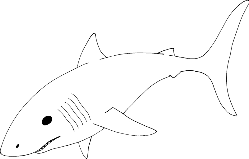 800x511 Drawn Shark Great White Shark