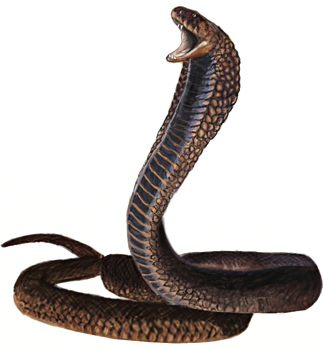 323x350 How To Draw A King Cobra Snake