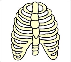 236x206 Bones Hand Clip Art Human Body Clip Art Clip Art