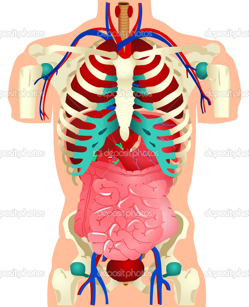 830x1023 Human Anatomy Clipart