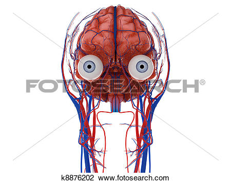 450x357 Nerves Brain Clipart, Explore Pictures