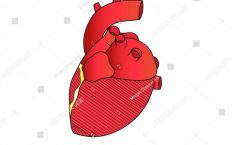 232x145 Photos For Heart Human Clip Art On Clipart Pictures Of The High