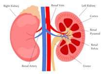 210x153 Search Results For Anatomy Clipart