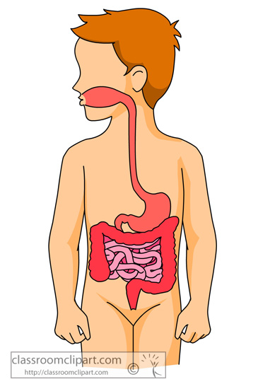 365x550 Anatomy Clipart Digestive System