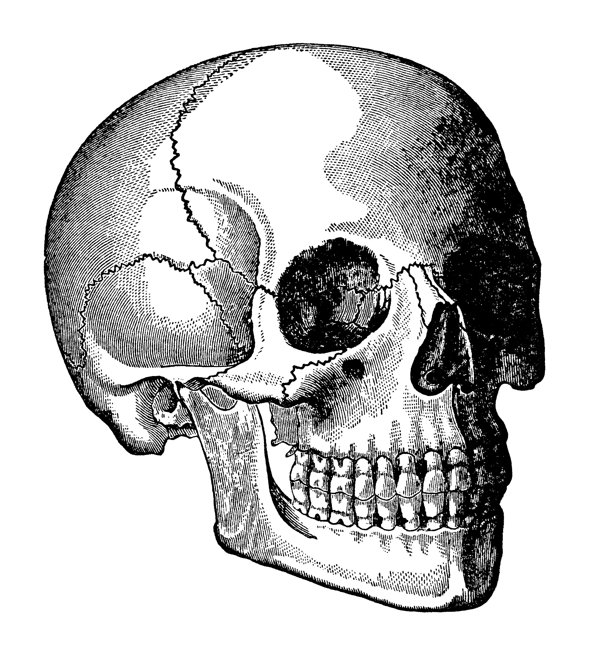 2058x2292 Head Skull Clip Art Old Design Shop Blog