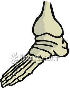 239x300 Bones Clipart Foot