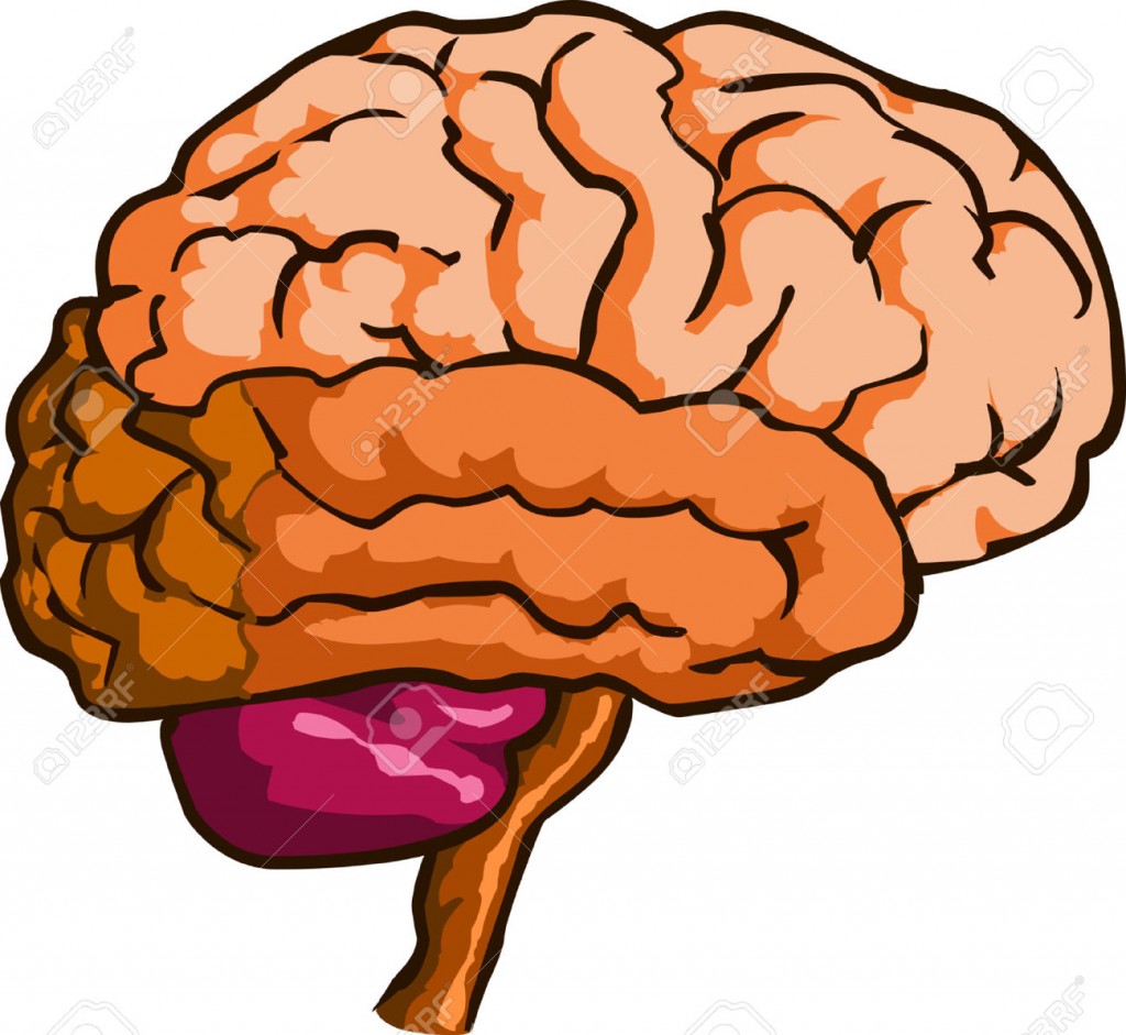 1024x941 Brain Clipart Human Brain