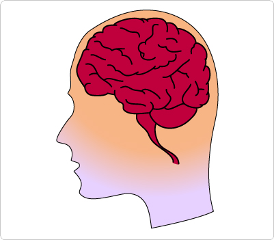 401x351 Human Brain Clipart