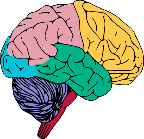 570x547 Realistic Clipart Human Brain
