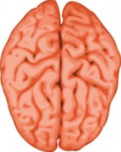 239x300 Brain Clip Art Download