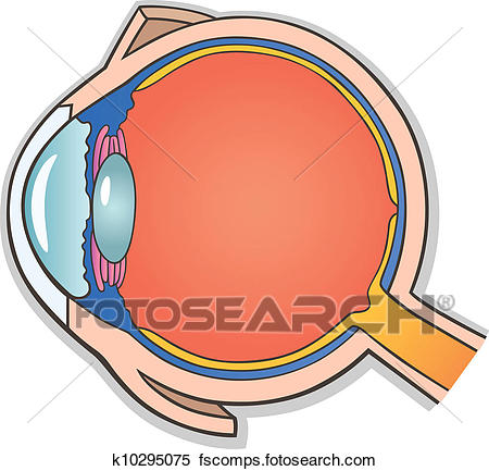 450x433 Clipart Of Human Eye Cross Section K10295075