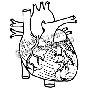 300x300 Human Heart Black And White Clipart