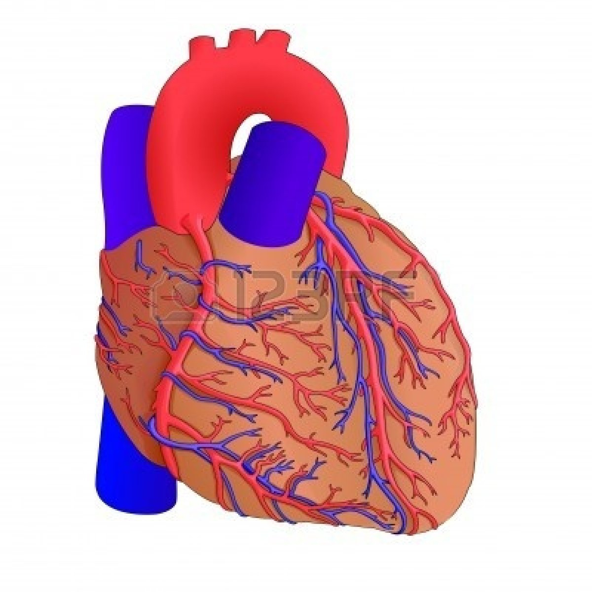 Human Heart Clipart | Free download on ClipArtMag