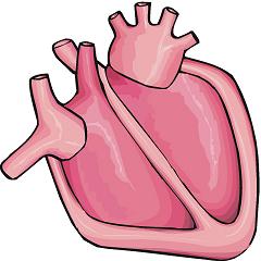 240x240 Human Heart Pictures Clip Art Clipart Panda