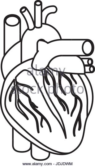 307x540 Human Heart Black And White Stock Photos Amp Images