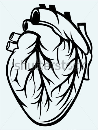339x450 Human Heart Pictures Clip Art