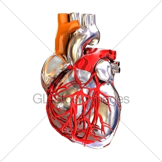 325x325 Human Heart And Skeleton Gl Stock Images