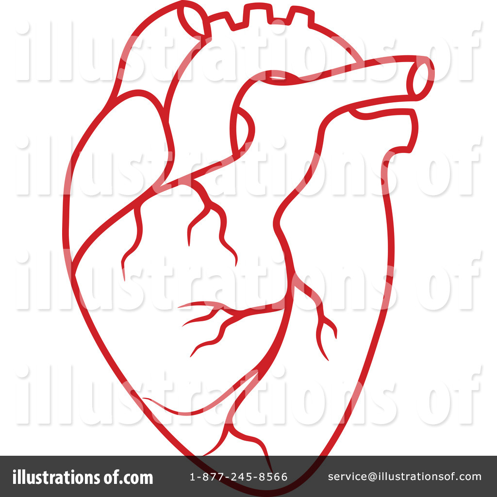 1024x1024 Human Heart Clipart