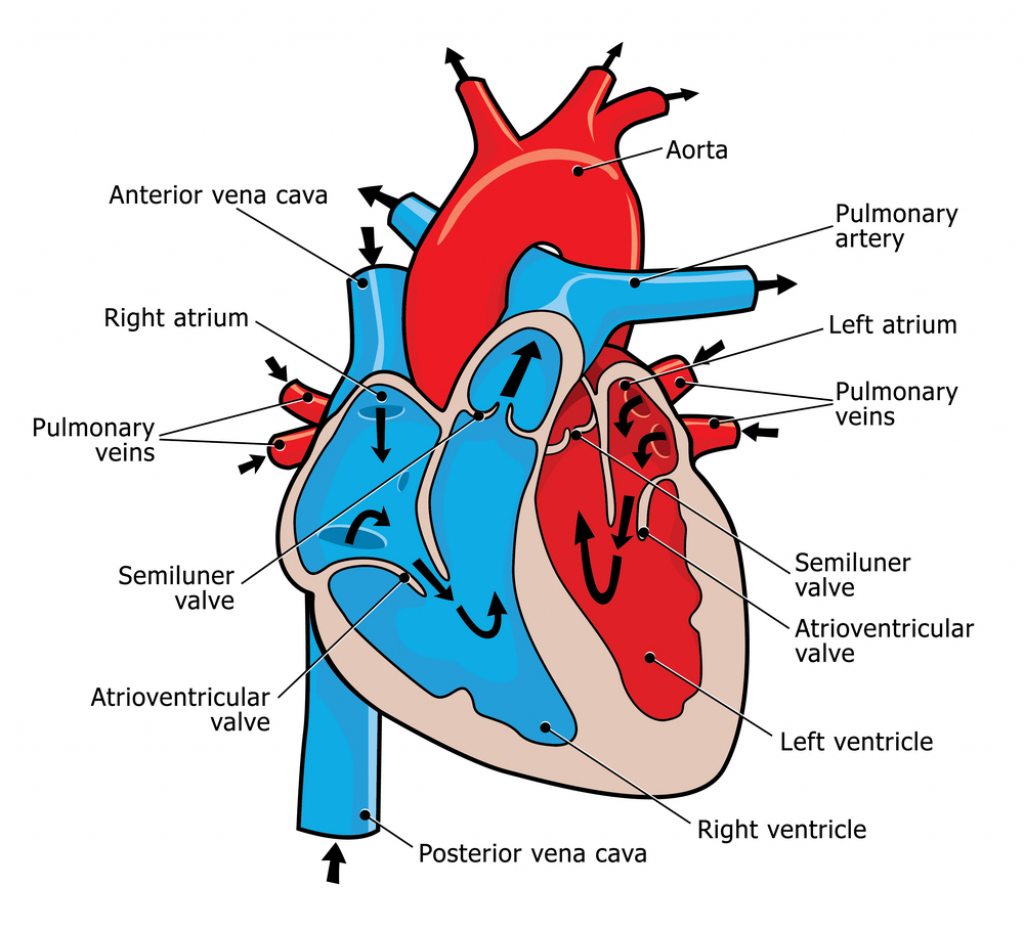 1024x930 Human Heart Diagram And Blood Flow