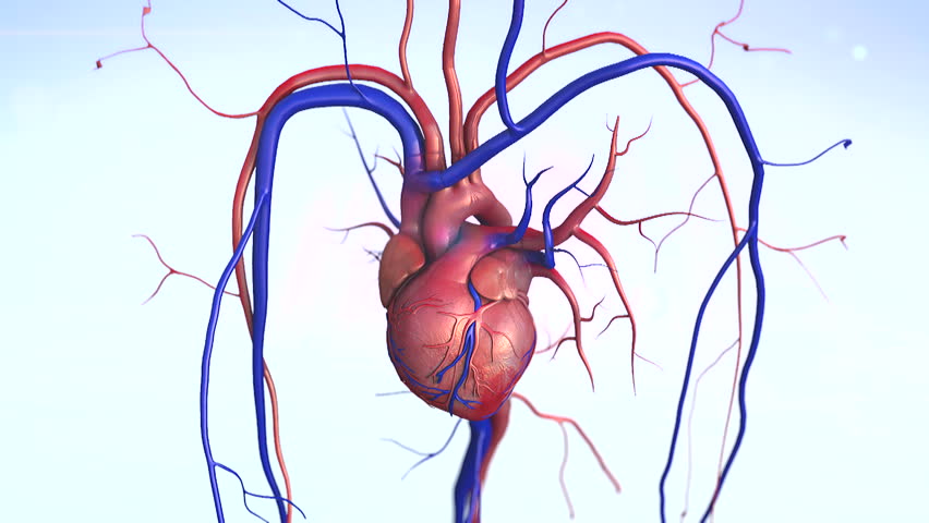 852x480 Human Heart Stock Footage Video Shutterstock