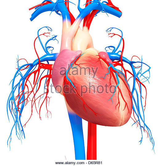 520x540 Human Heart Stock Photos Amp Human Heart Stock Images