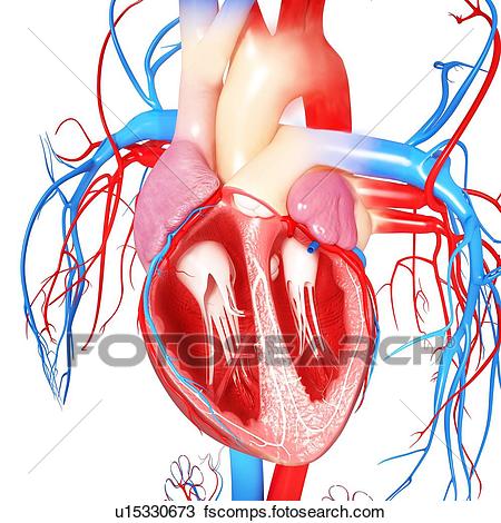 450x470 Human Heart Illustrations And Clipart. 17,129 Human Heart Royalty