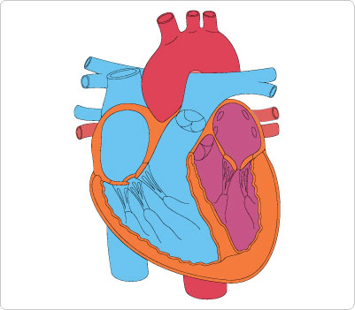 401x351 Human Heart Professional Medical Cliparts