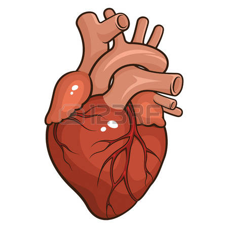 450x450 Organs Clipart Human Heart