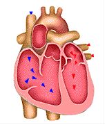 155x180 The Best Human Heart Diagram Ideas Diagram