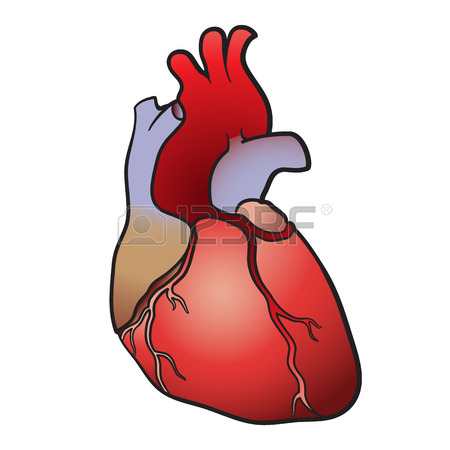 450x450 The Contour Image Of A Human Heart Royalty Free Cliparts, Vectors
