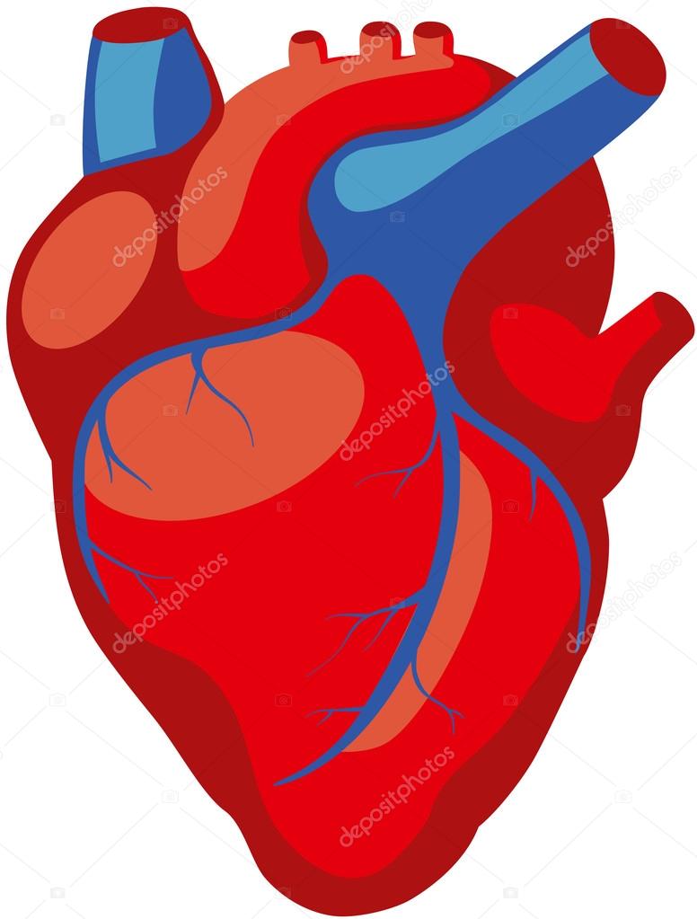 776x1023 Human Heart Anatomy Stock Vector Asvitt