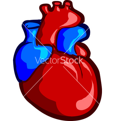 380x400 Human Heart Vector Item 4 Clipart Panda