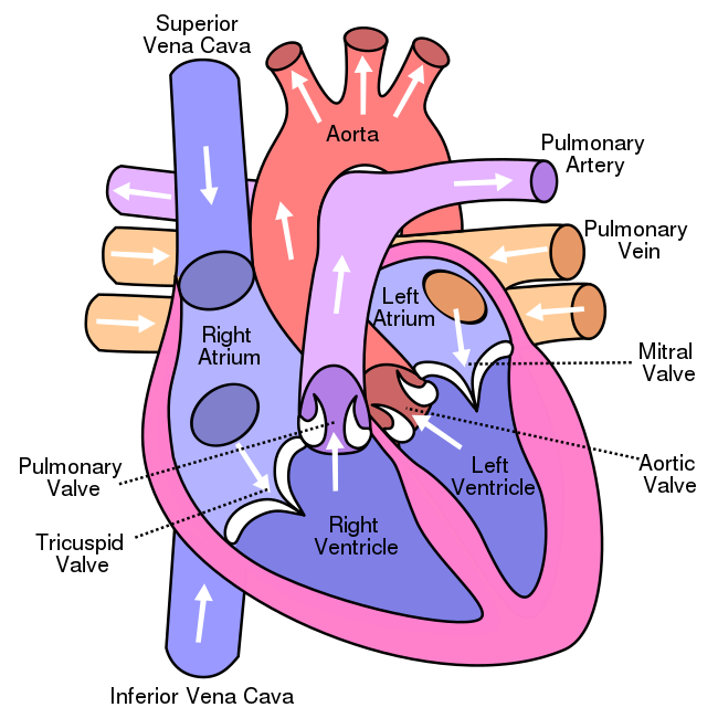 650x650 Filediagram Of The Human Heart (Cropped).svg