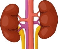 188x160 Human Kidney Clipart Letters Example