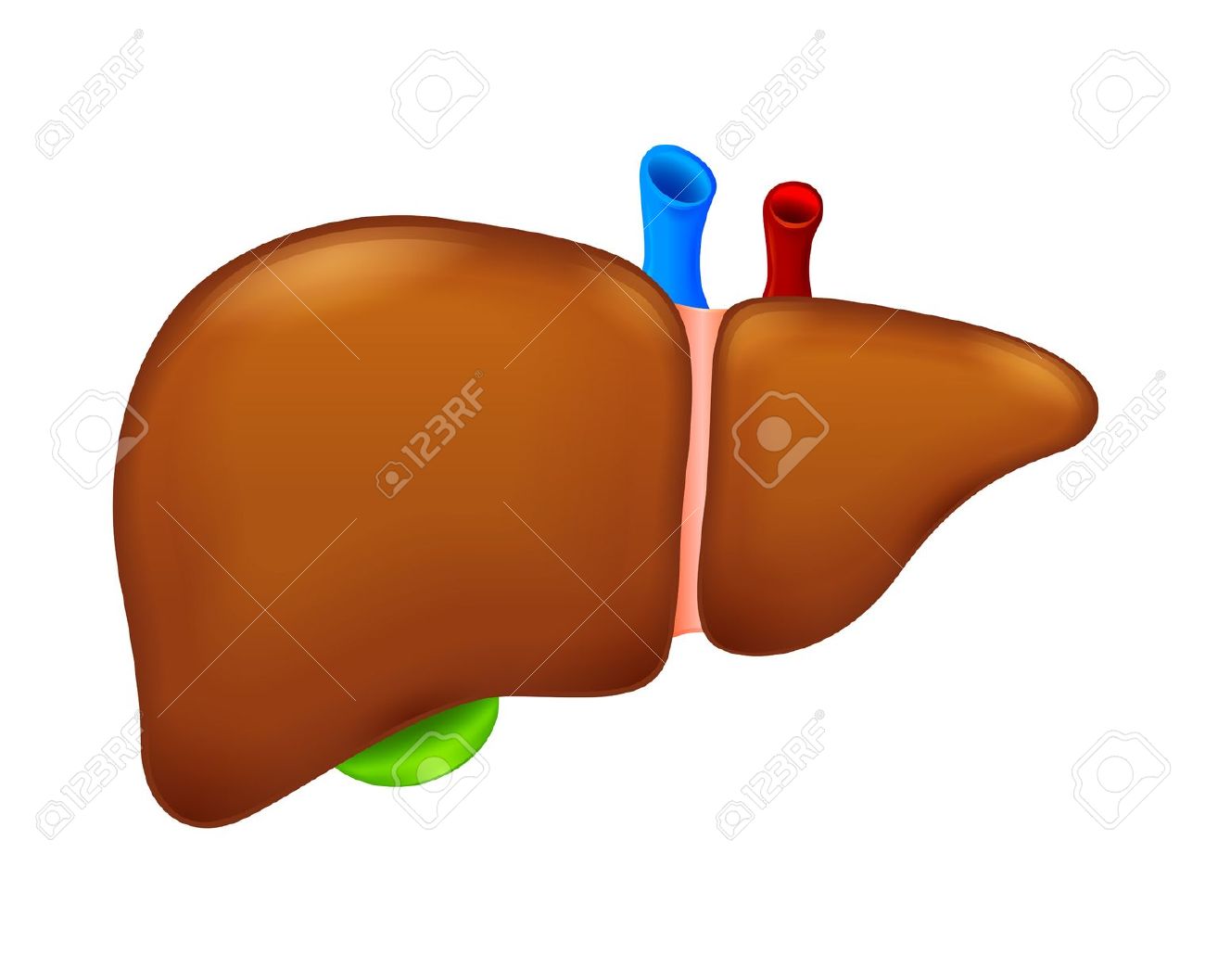 1300x1057 Organs Clipart Human Liver