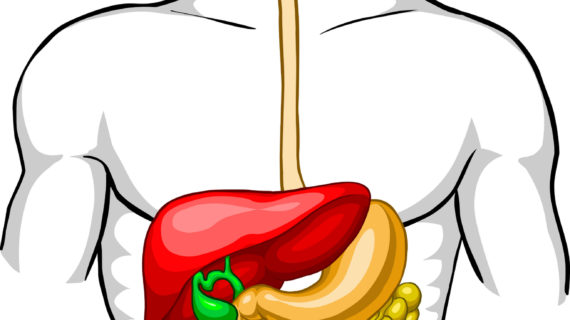 570x320 Parts Of The Digestive System Clip Art