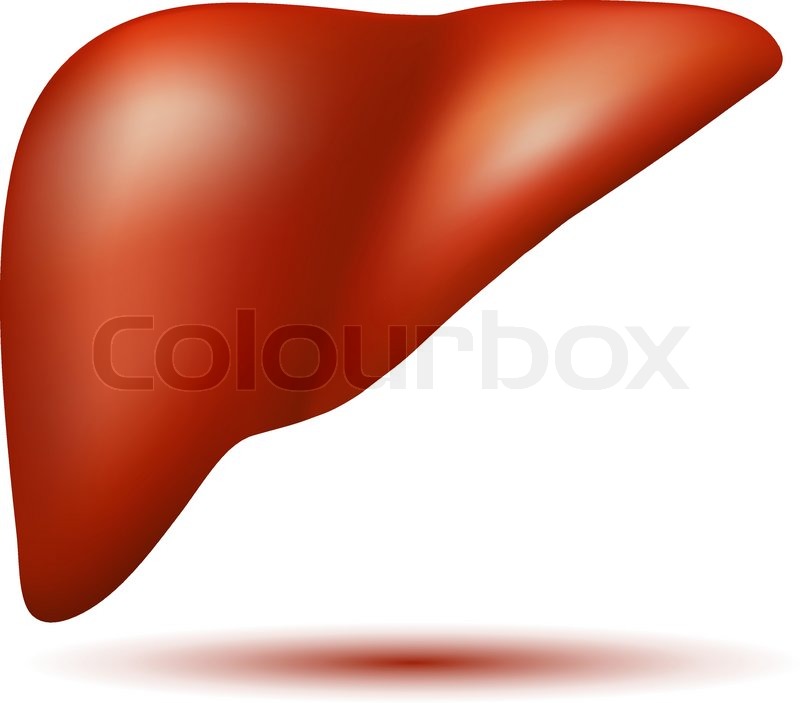 800x703 Semi Realistic Vector Human Liver Stock Vector Colourbox