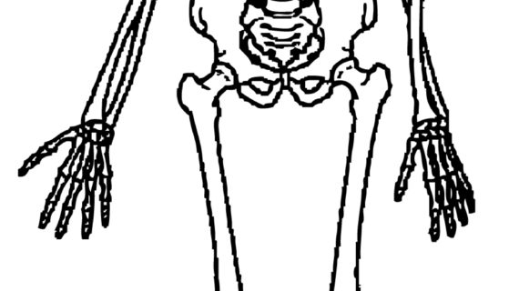 570x320 Human Skeletal System Clipart Simple Skeleton Clipart